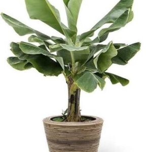 KUMUBON Banana Plant