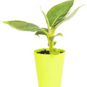 GreensFord Banana Plant