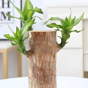 ABEFARIYA Brazilian Wood