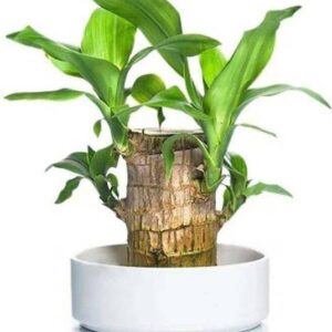 adbeni Bamboo Palm Plant