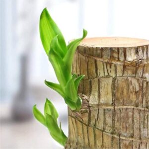 Cloud Farm Mini Brazalian wood