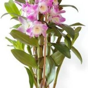 MAITRA AND SONS Orchids Dendrobium Flowering Plant