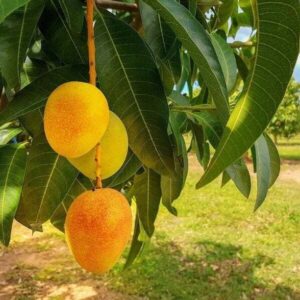 Globalplants Mango Plant