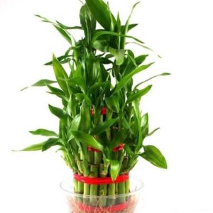 AGRAWBIC Two Layer Bamboo Plant