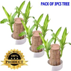 Maple Mini Brazalian wood