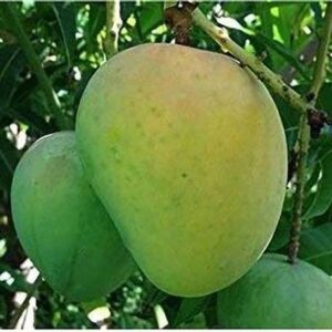 KUMUBON Mango Plant
