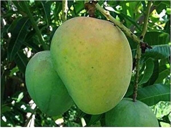 KUMUBON Mango Plant