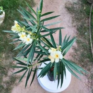 Cloud Farm Oleander Plant
