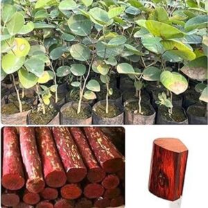ALOCHUZ Red Sandalwood Plant