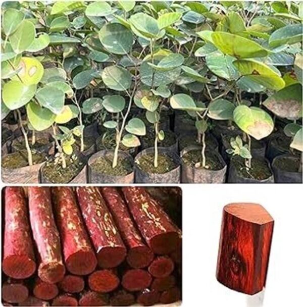ALOCHUZ Red Sandalwood Plant