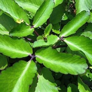 Agacha Bryophyllum Pinnatum/Patharchatta Plant